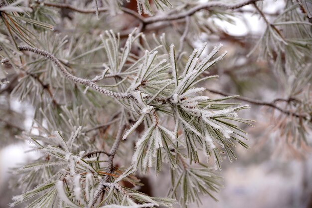 都市公園の冬のトウヒの霜に覆われた枝