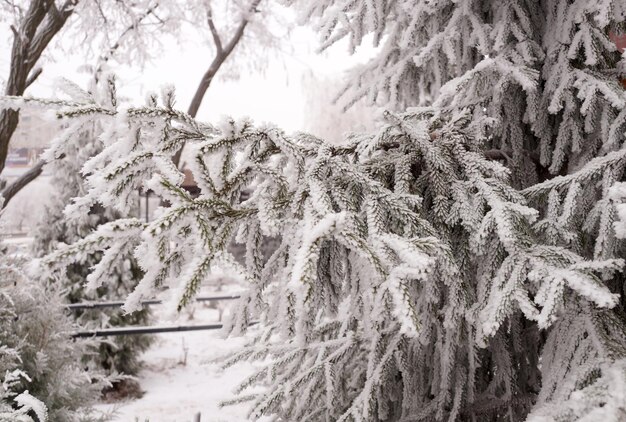 A frost-covered branch of a spruce tree in winter in a city park