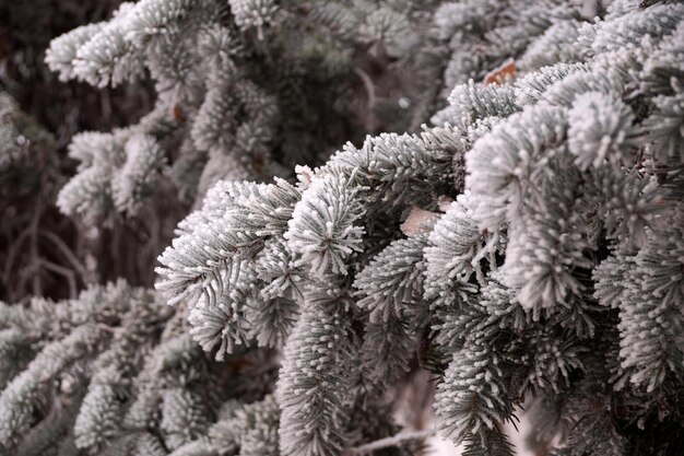 A frost-covered branch of a spruce tree in winter in a city park