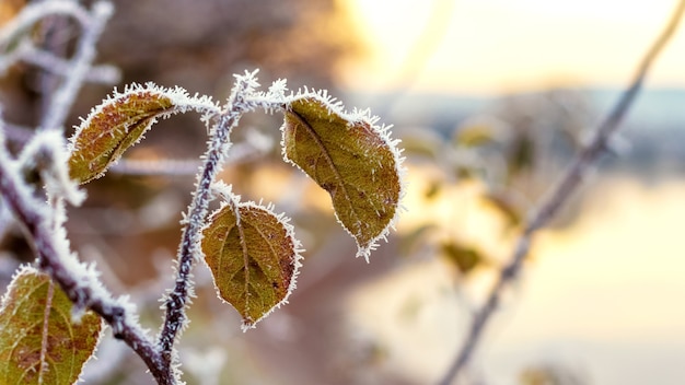 Frost-covered branch with leaves on the river bank on a sunny morning