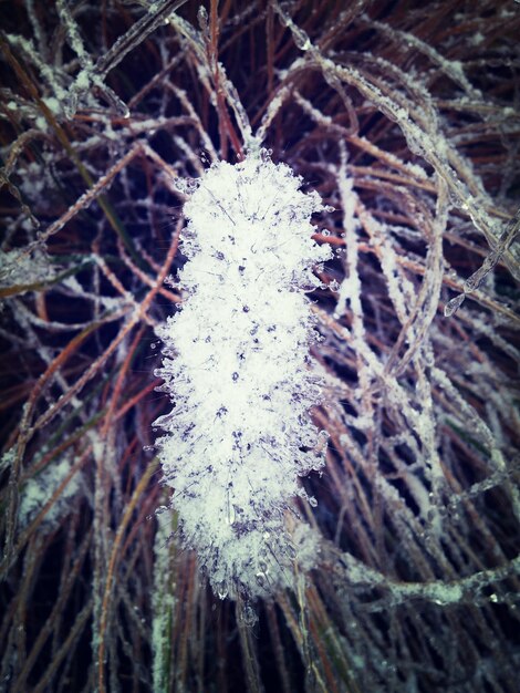 Photo frost covered bush