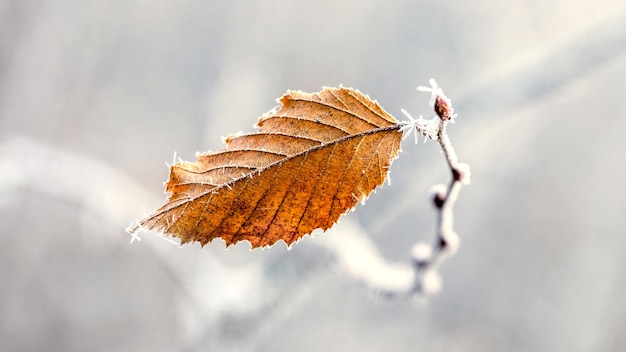 霜に覆われた乾いた紅葉のライト