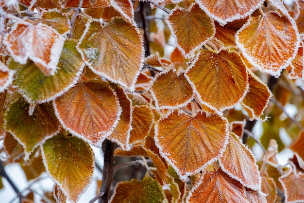 Frost-covered dry leaves on a tree branch. Frosty morning in the garden