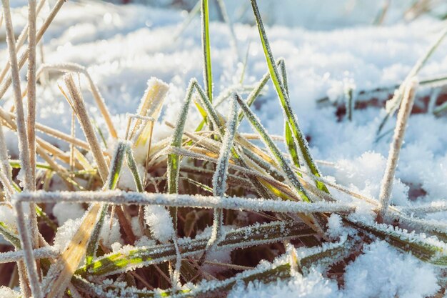 Frost covered grass at dawn in Denmark