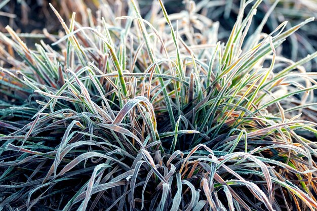 Frost covered grass. The first frost of autumn morning