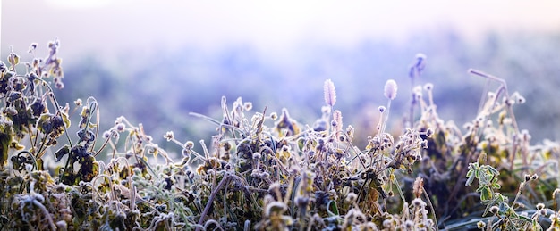 Frost-covered grass in winter morning against sunlight