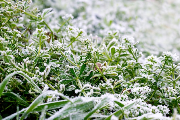 Frost-covered green grass in early winter, winter background