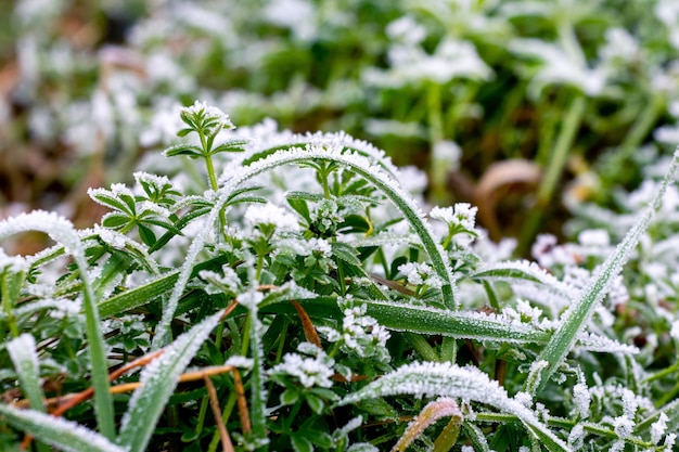 Frost-covered green grass, the first frosts