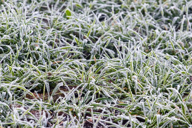 Frost-covered green grass, top view. Winter background with frozen grass