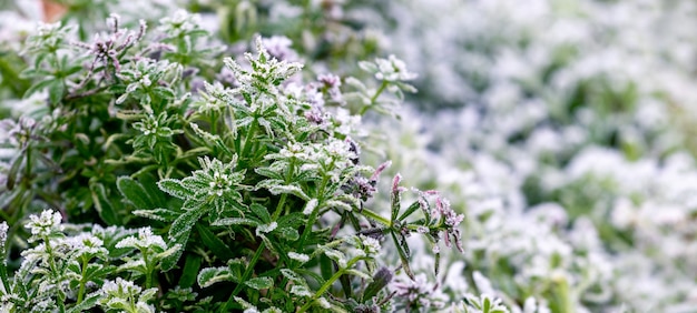 Frost-covered green herbaceous plants on blurred background, autumn and winter background