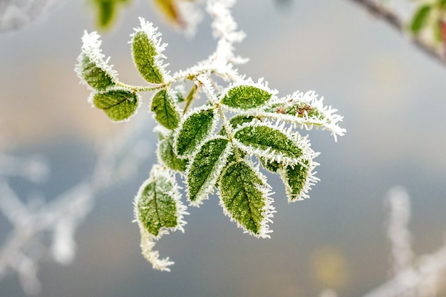 Frost-covered green rose hip leaves on a blurred background