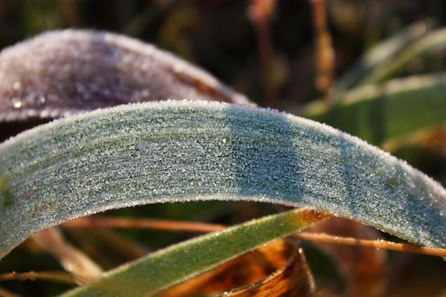 Frost Covered Leaf