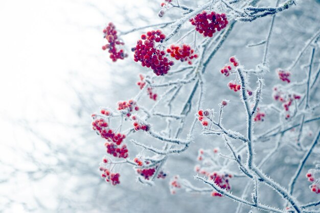 Frost-covered red berries of mountain ash in winter on a tree