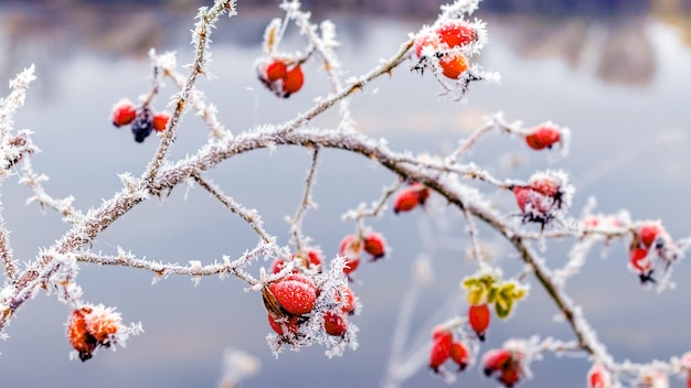 Frost-covered red rose hips by the river