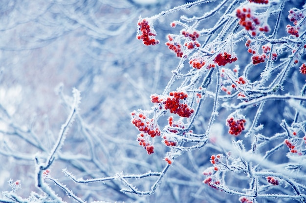 Frost-covered red rowan berries on a light blue background