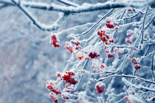 Frost-covered red rowan berries on a light blue background