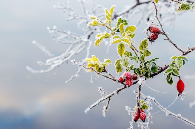 Frost-covered rose hip branch with berries and leaves