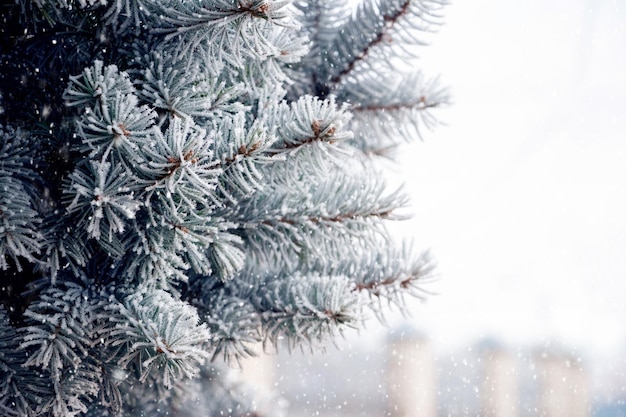 Frost-covered spruce branch on a blurred background during a snowfall