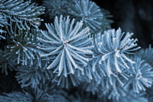 暗い背景、クリスマスの背景に霜で覆われたトウヒの枝