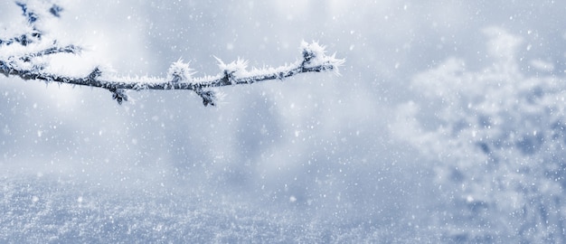 Foto ramo di albero coperto di brina in giardino su uno sfondo sfocato durante una nevicata, sfondo natalizio invernale