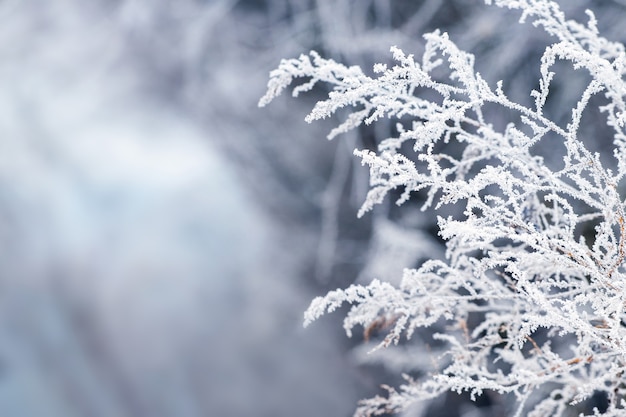 Photo frost-covered white branch of a dry plant on a blurred background in winter. winter view