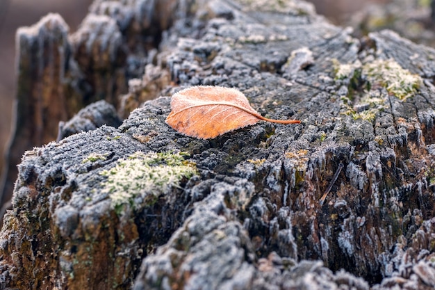 Frost-covered withered leaf on an old stump in the winter garden