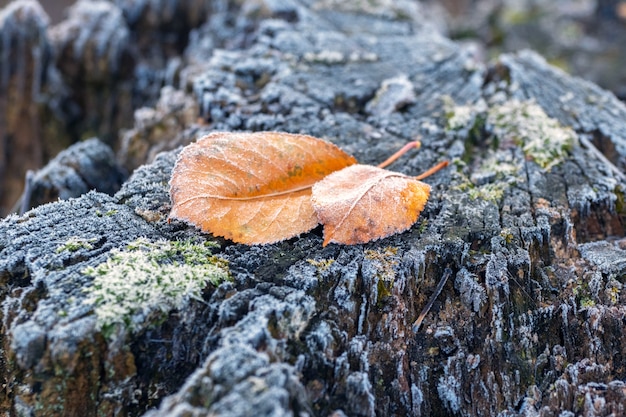Frost-covered withered leaves on an old stump in the winter garden