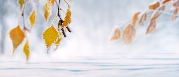 雪に覆われた平野を背景に、木に霜で覆われた黄色の白樺の葉。クリスマスと新年の背景