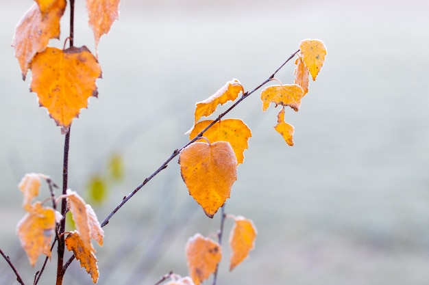 Frost-covered yellow birch leaves on a tree