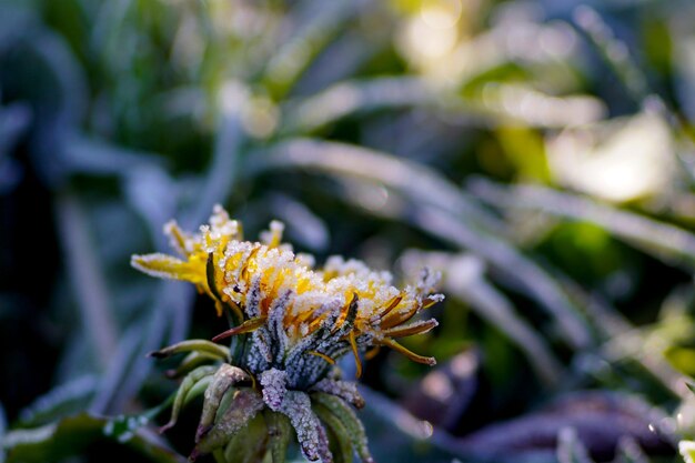 frost on a dandelion