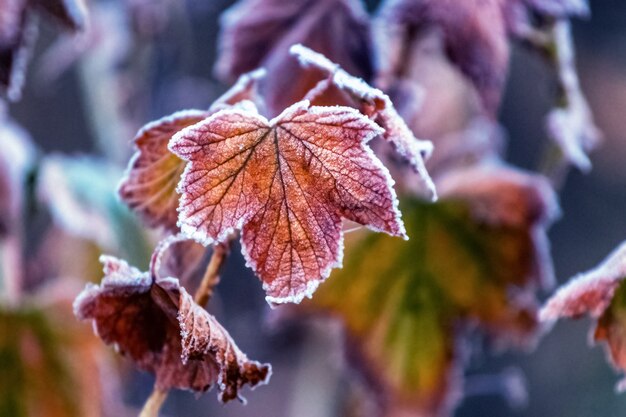 Frost-dried dry currant leaves in the garden on the bush