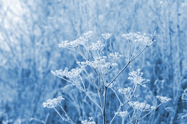 ぼやけた背景、冬の景色の冬の霜干し植物