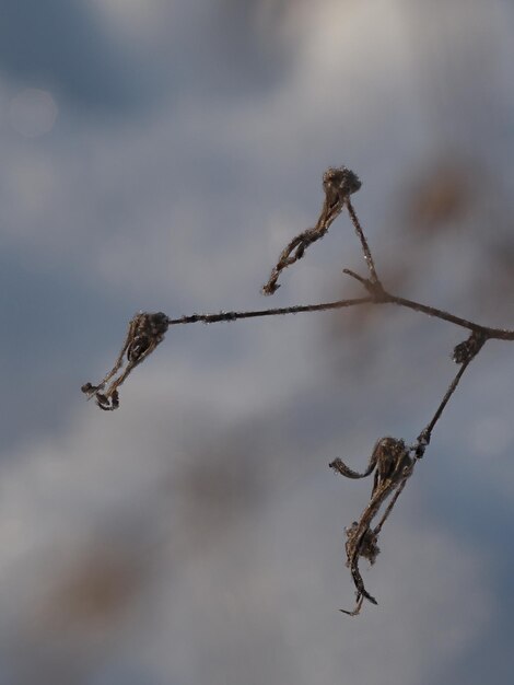 frost on a dry plant in a winter meadow