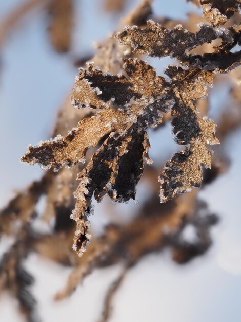 Photo frost on a dry plant in a winter meadow