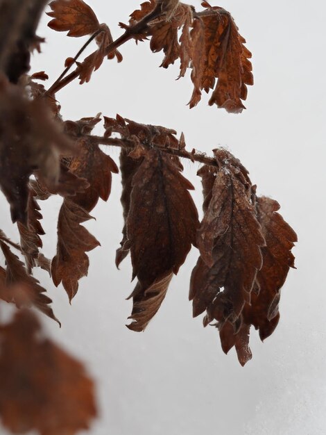 Photo frost on dry plants