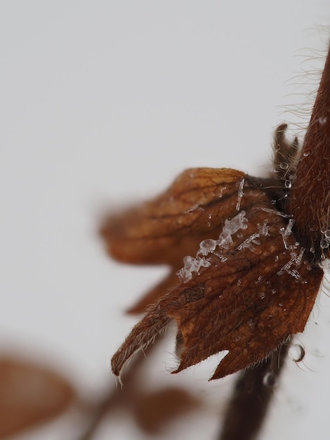 Photo frost on dry plants