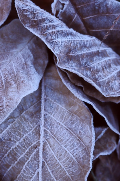 Frost on fallen leaves Background from autumn leaves