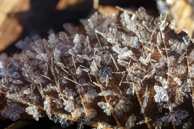 Frost on fallen leaves. Crystals of frozen water.