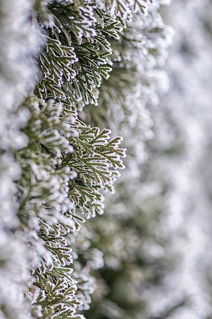 モミの木の枝の霜冬のシーン