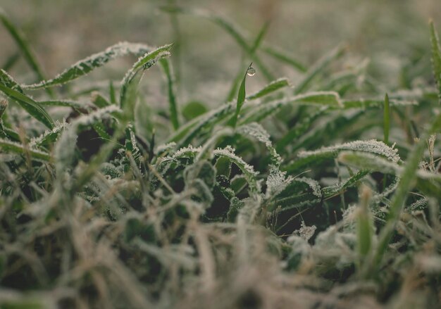 Frost on the grass in the field