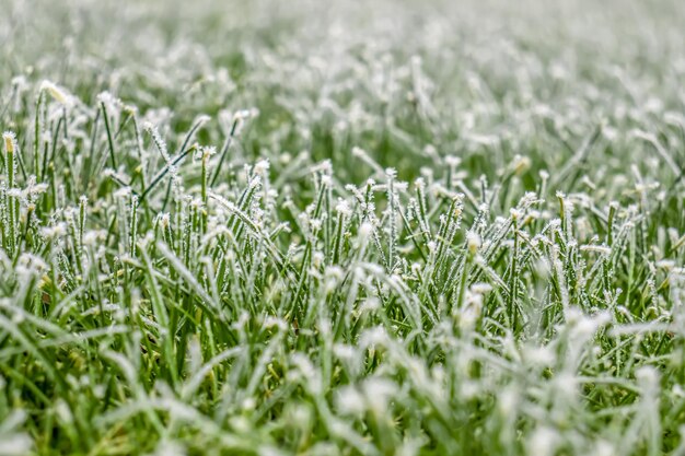 Frost on green grass in nature