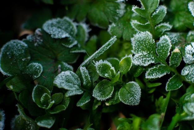 Frost on the ground: frost on green grass