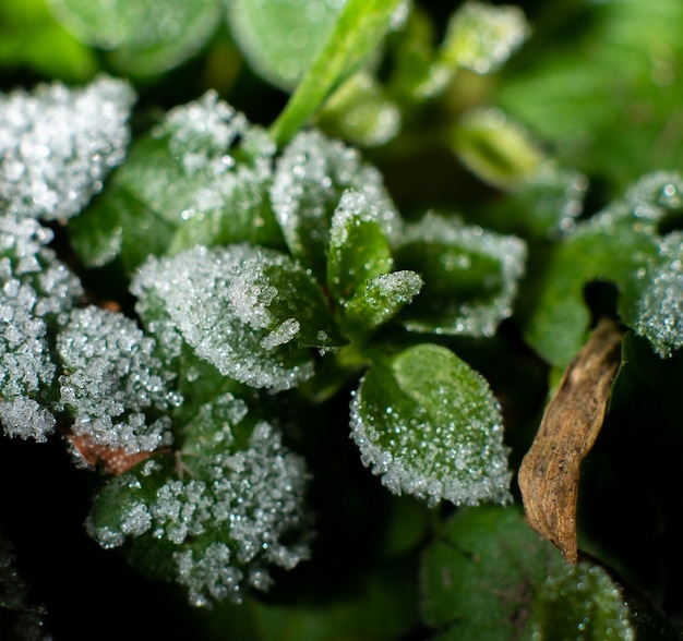 地面の霜：緑の草の霜
