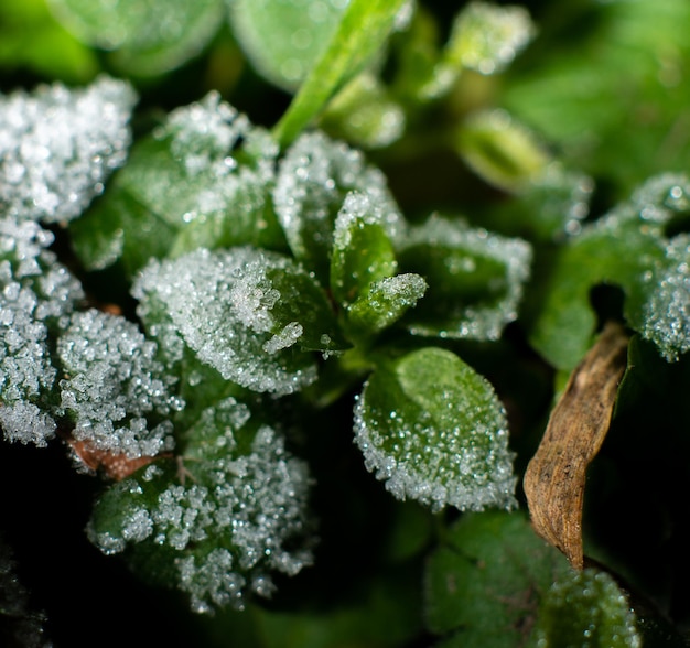 Frost on the ground: frost on green grass