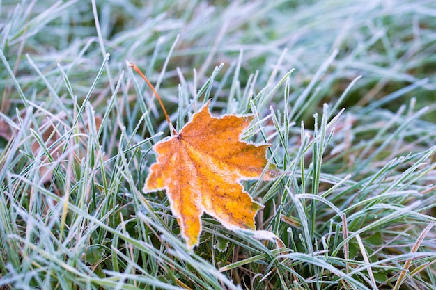 Мороз на листьях и траве