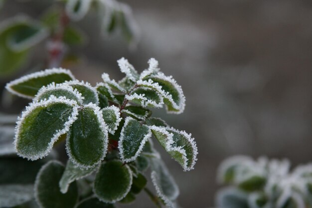 Frost on the leaves of the plant.