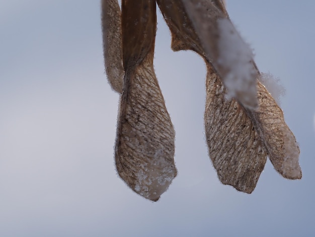 Photo frost on maple seeds