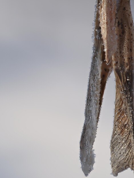 frost on maple seeds