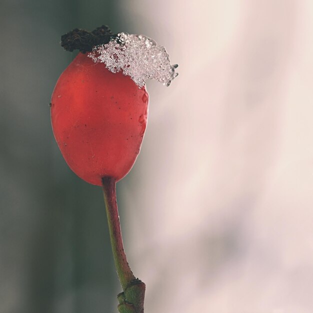 사진 나뭇가지에 서리 아름다운 겨울 계절 자연 배경서리 로즈힙 덤불