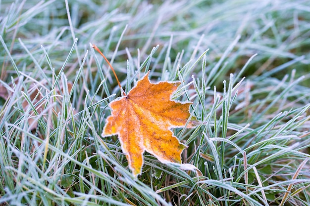 Foto frost op het blad en het gras